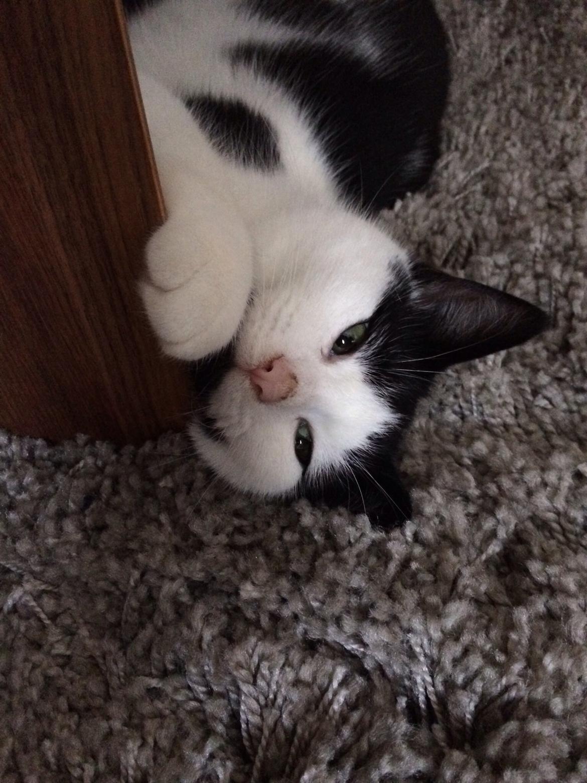 Huskat Joey  billede 10