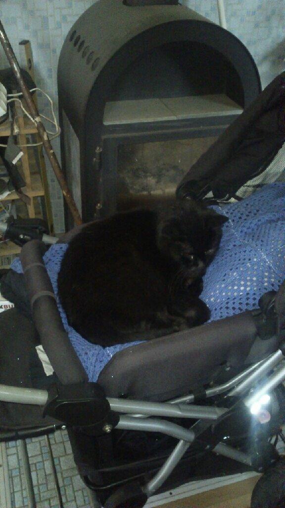 Huskat findus - findus ligger i barnevogn billede 11