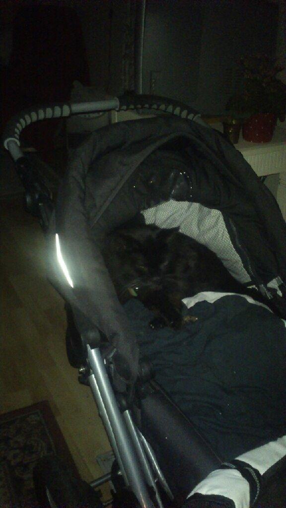 Huskat findus billede 12