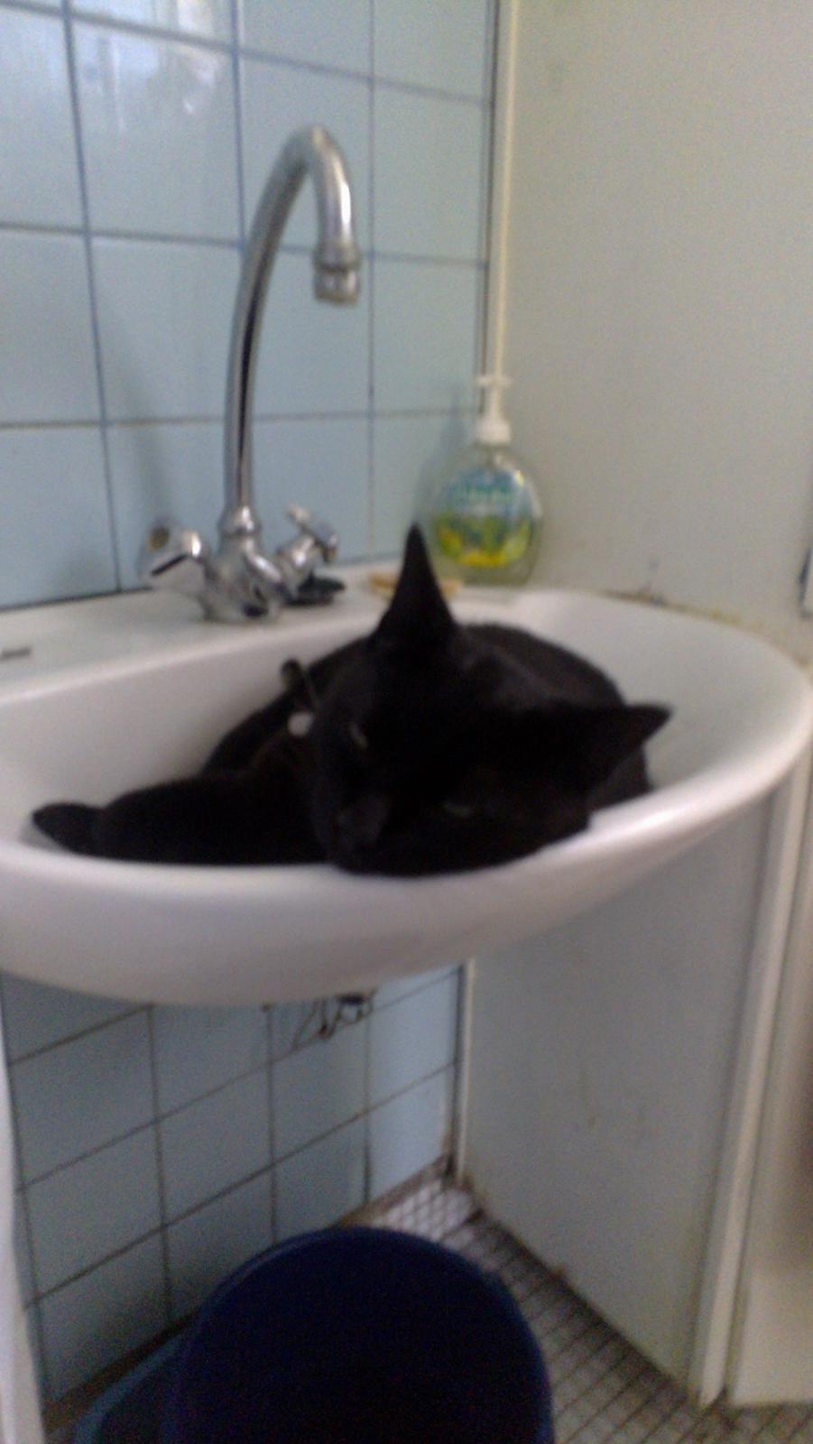 Huskat black jack ( hr jacks) billede 16