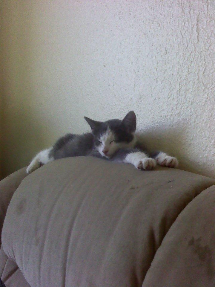 Huskat Malue billede 1