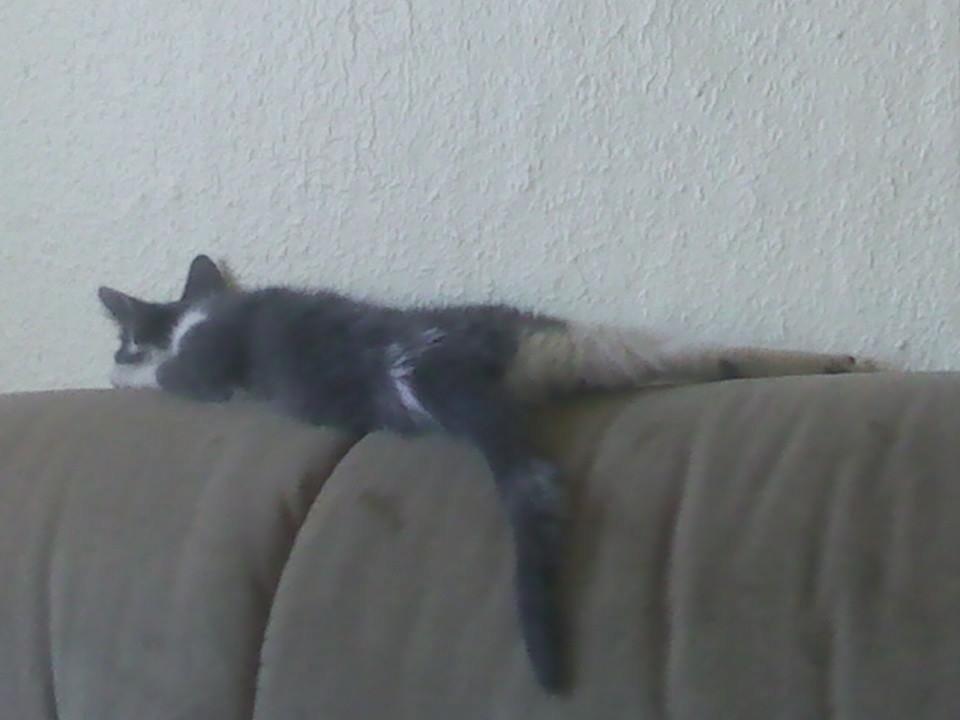 Huskat Malue billede 2