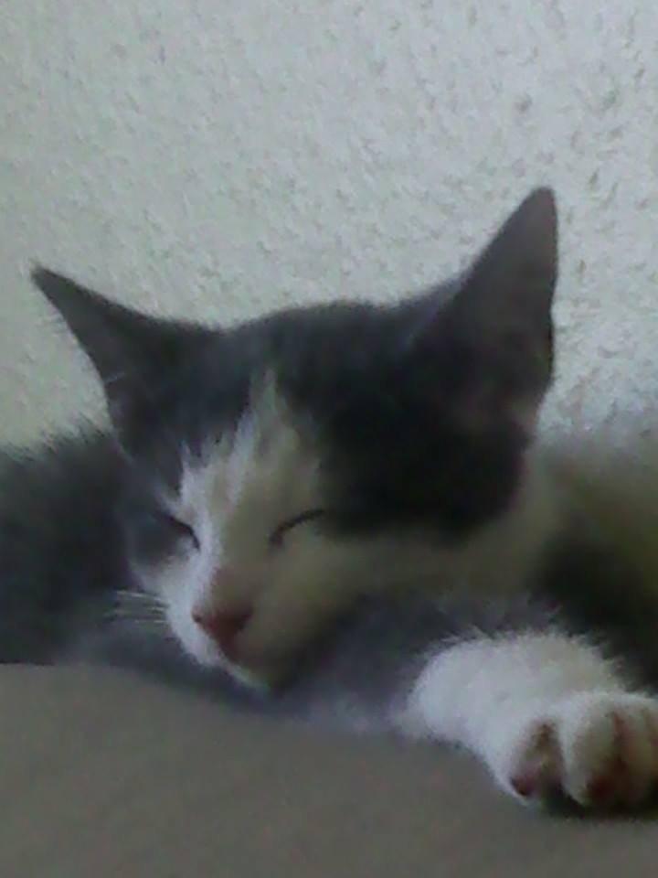 Huskat Malue billede 3