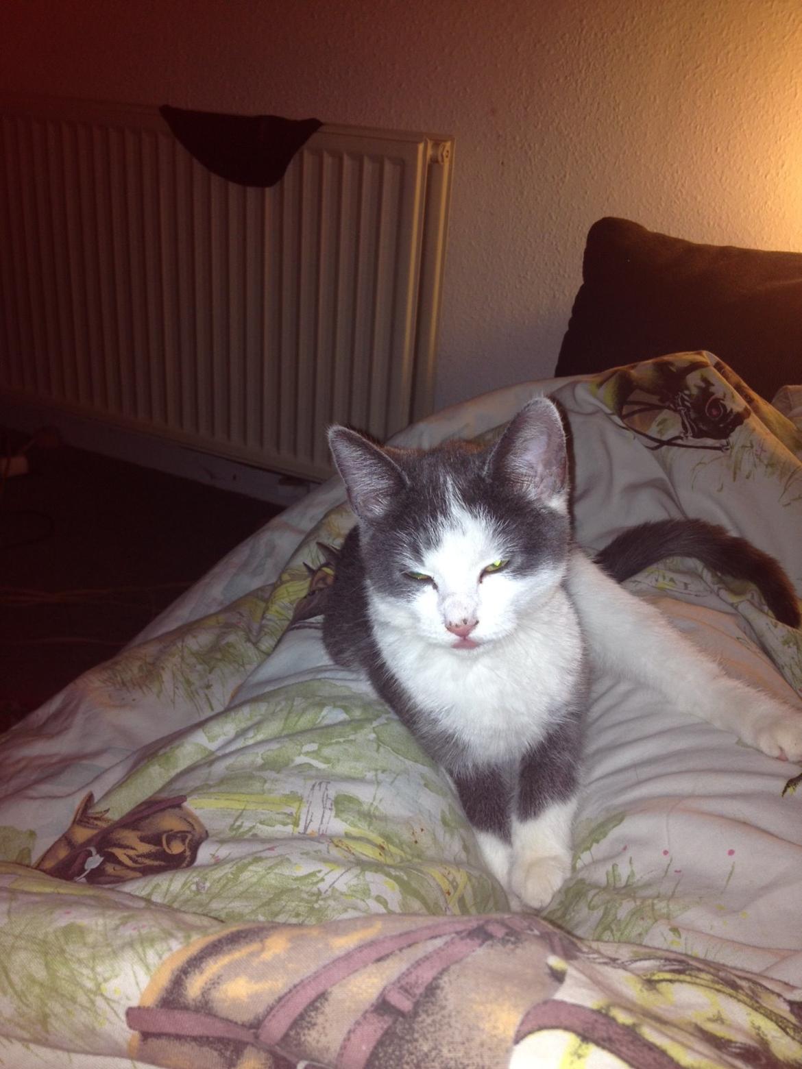 Huskat Malue billede 4