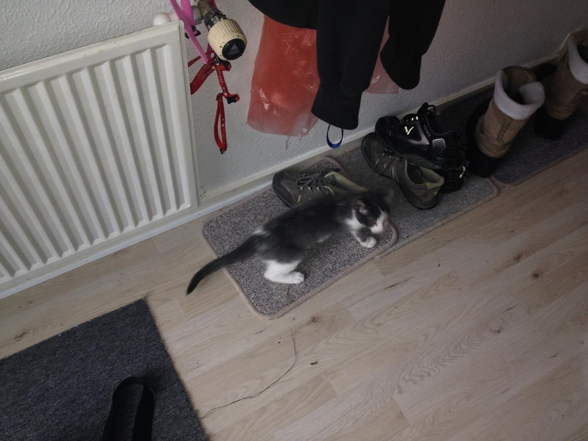 Huskat Malue billede 5