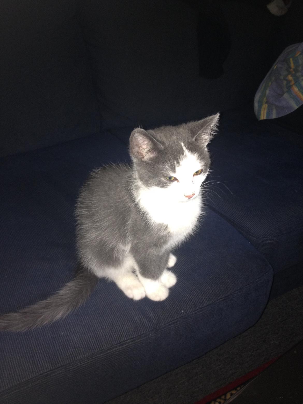 Huskat Malue billede 6