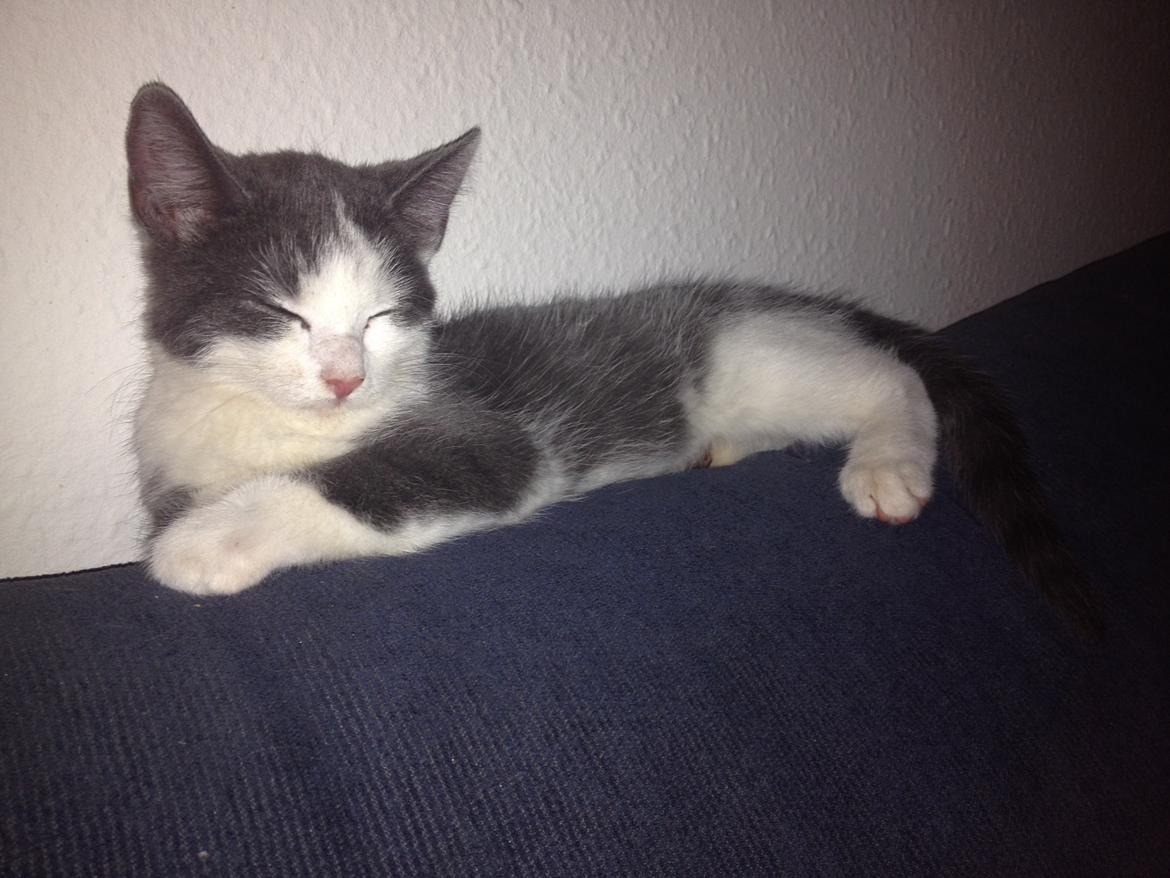 Huskat Malue billede 7