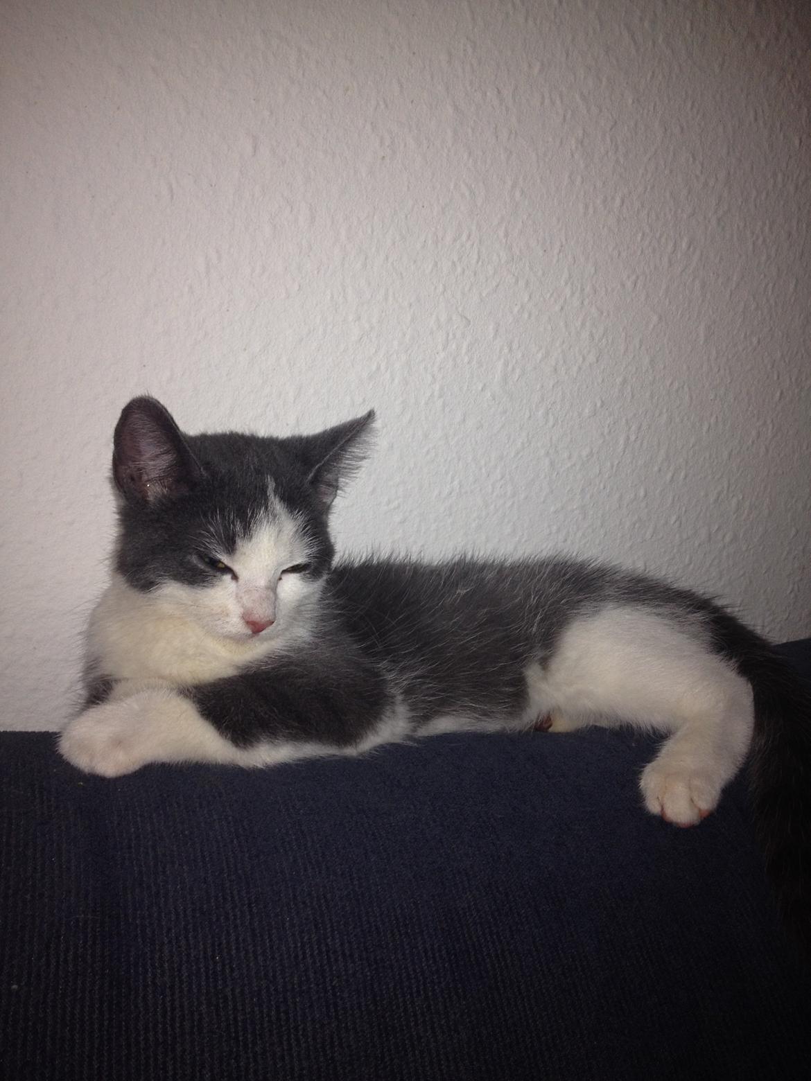 Huskat Malue billede 8