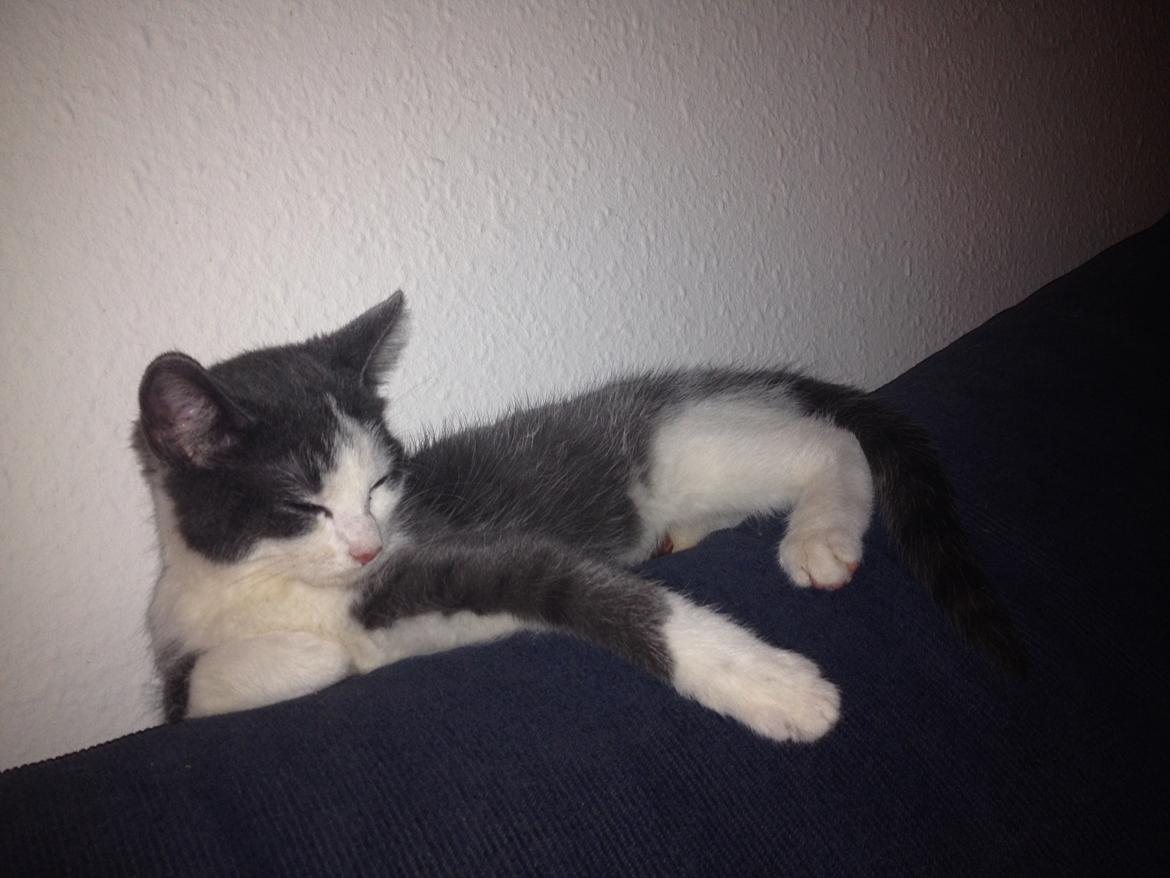 Huskat Malue billede 9