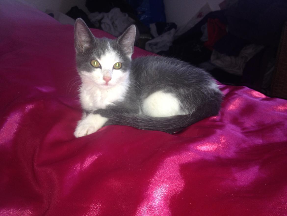 Huskat Malue billede 10