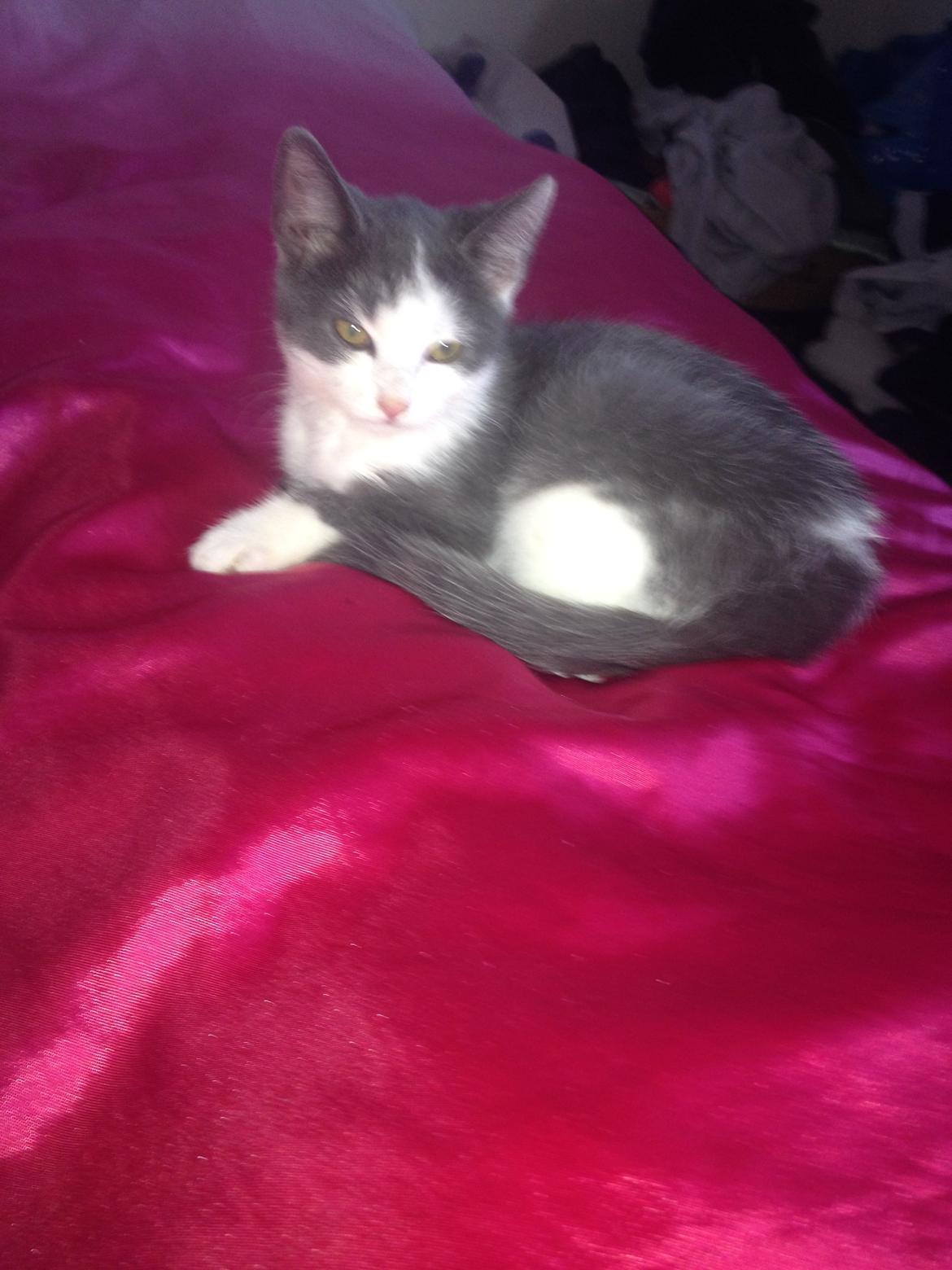 Huskat Malue billede 11