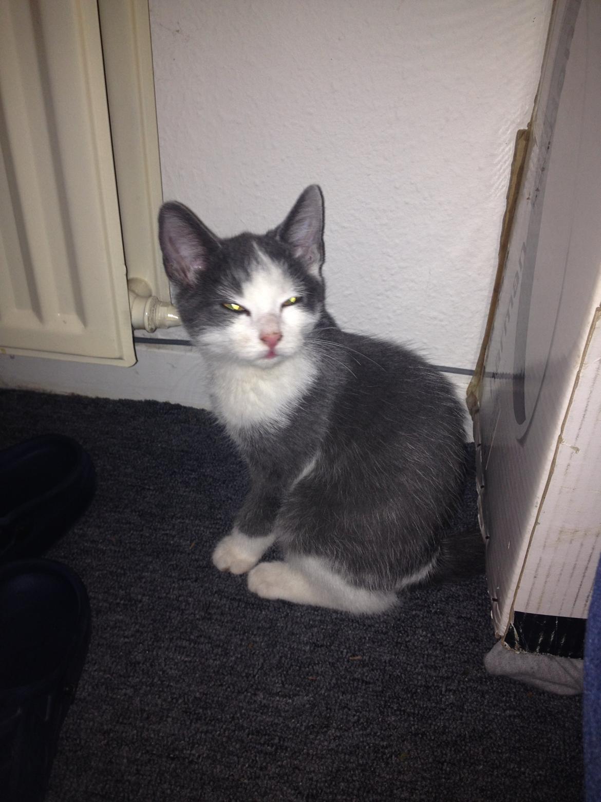 Huskat Malue billede 12