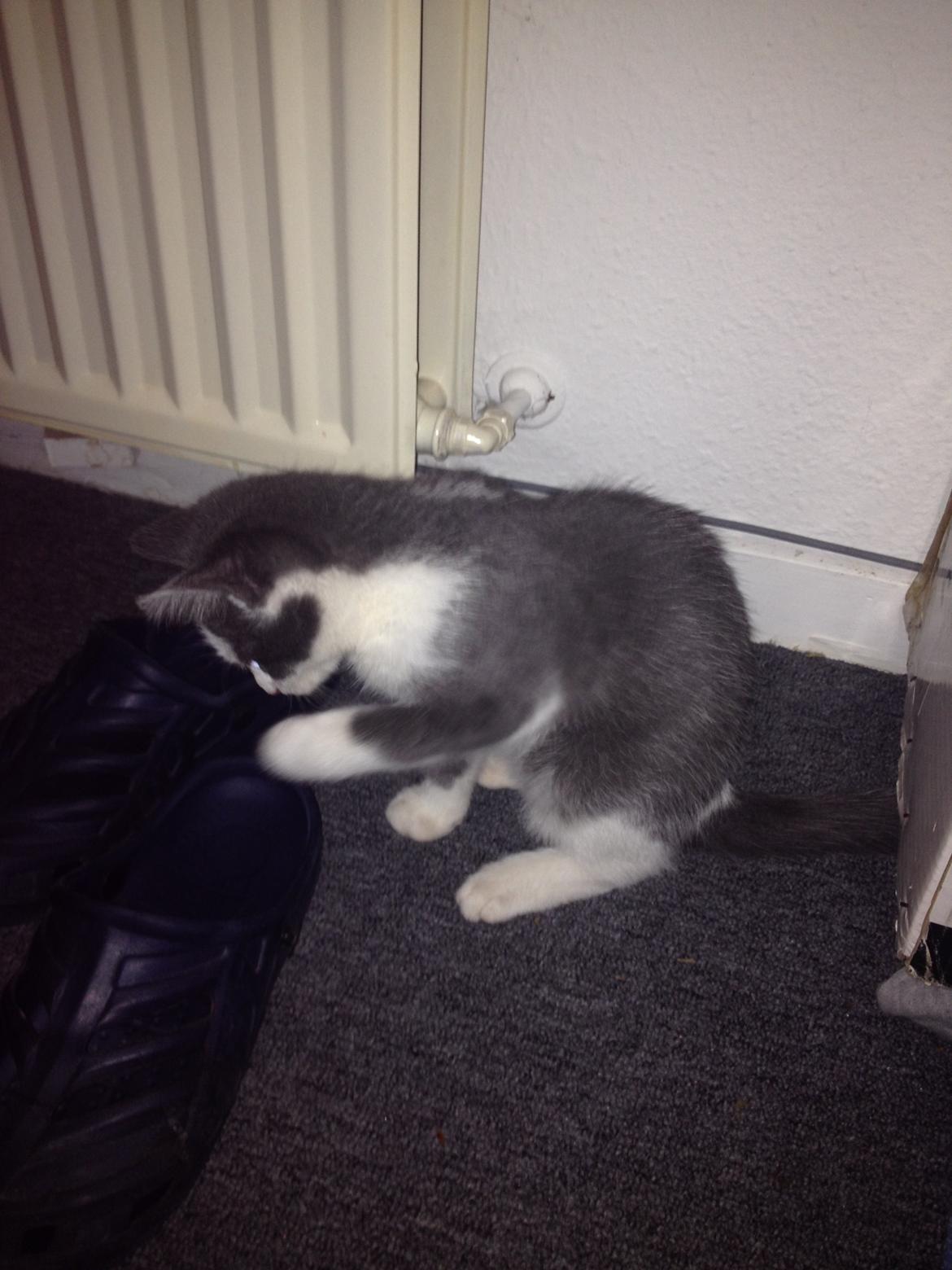 Huskat Malue billede 13