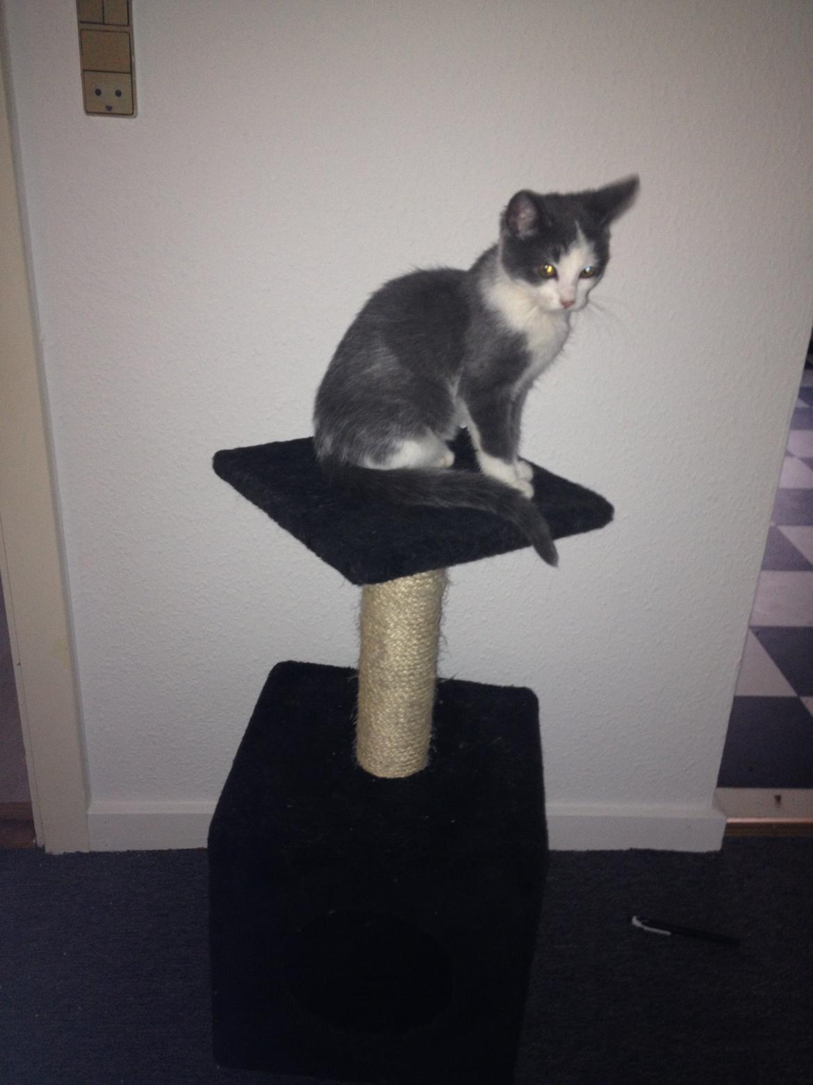 Huskat Malue billede 14