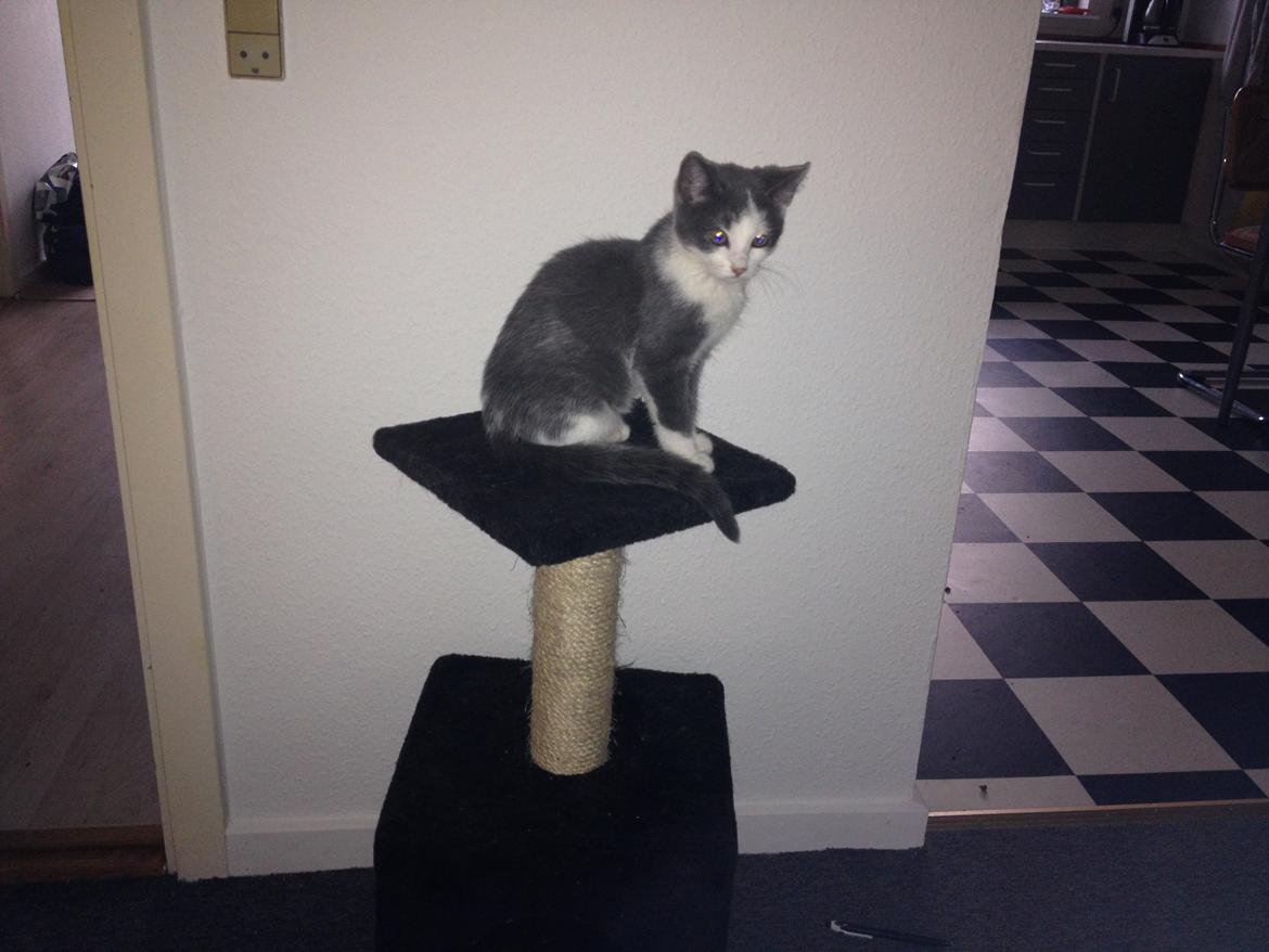 Huskat Malue billede 15