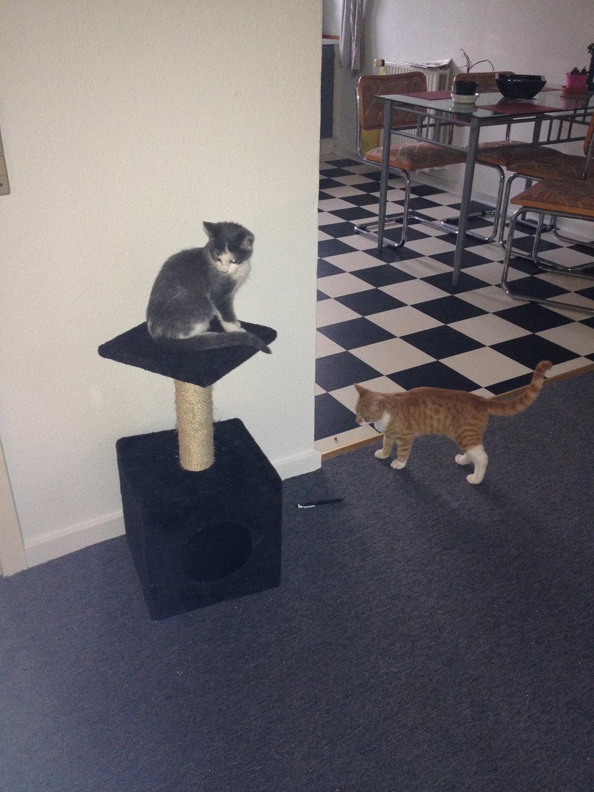 Huskat Malue billede 16