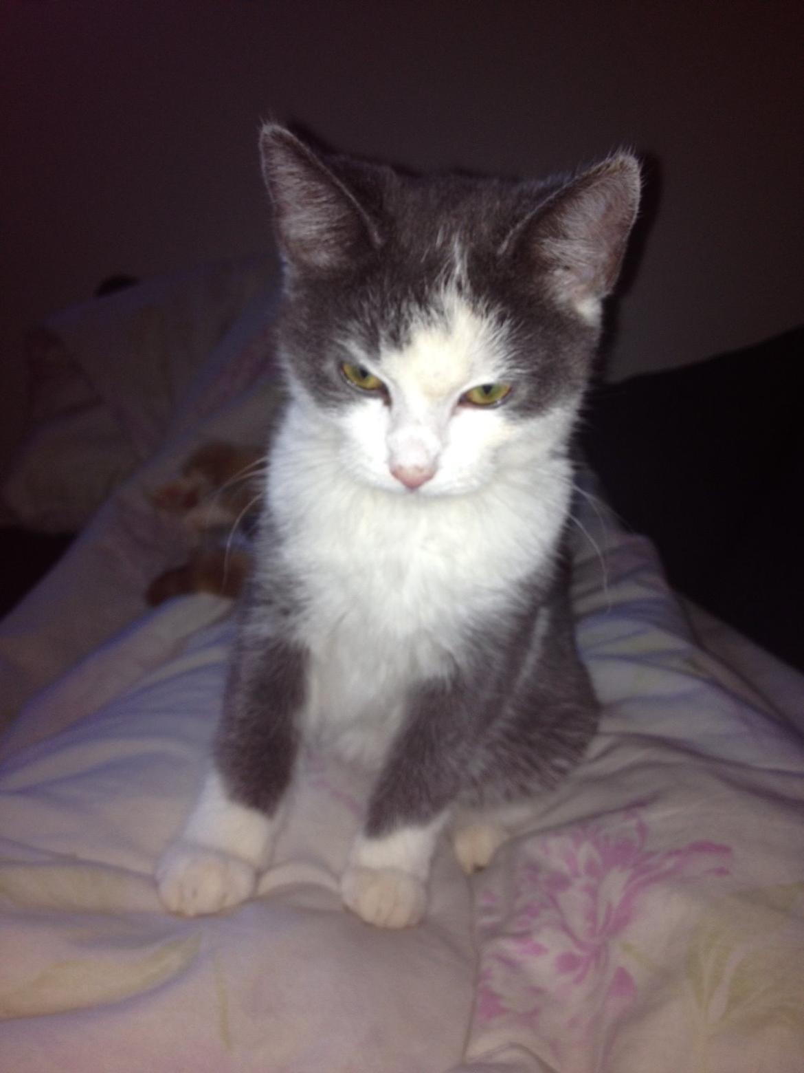 Huskat Malue billede 17