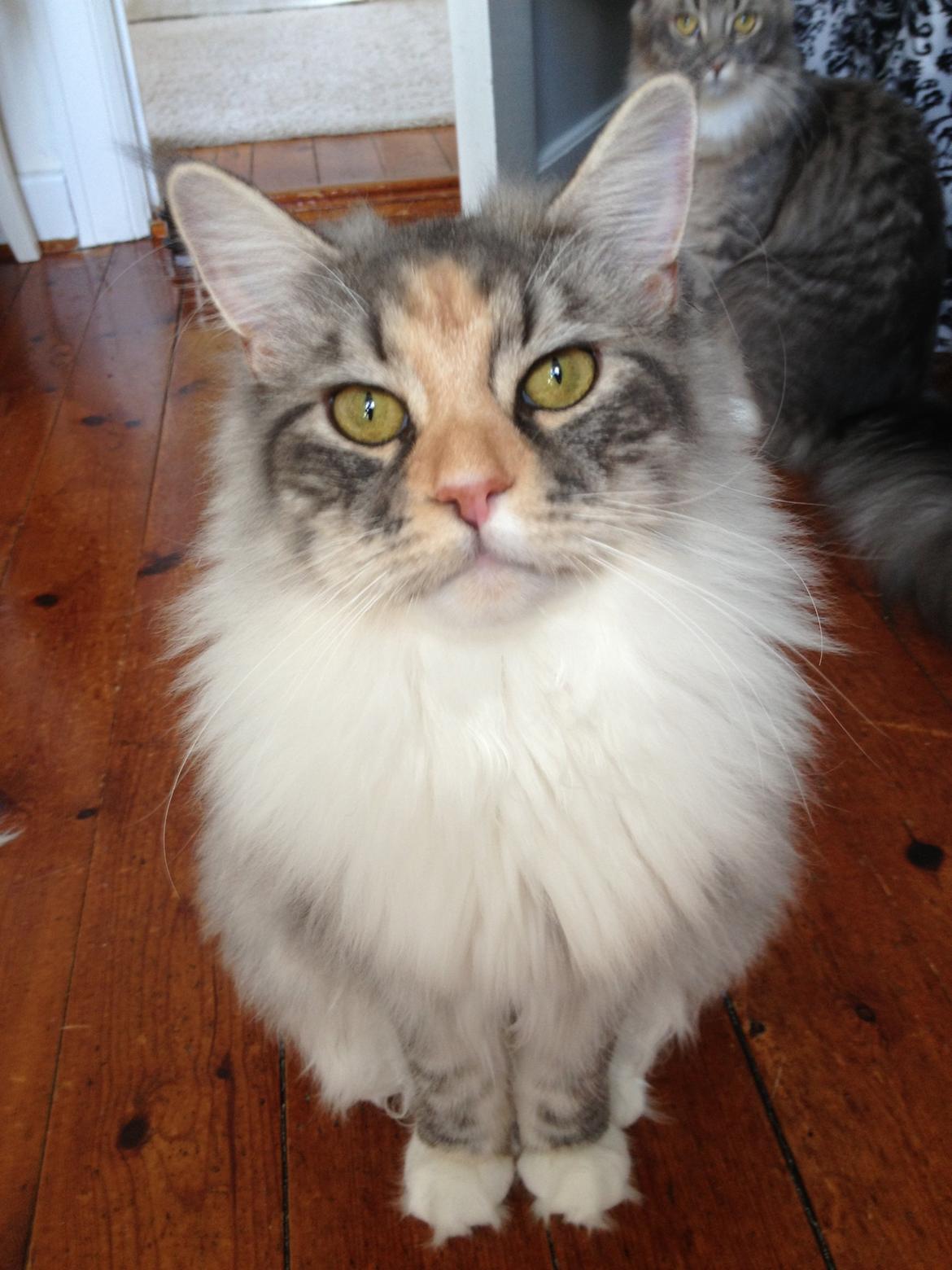 Maine Coon Nikita billede 2