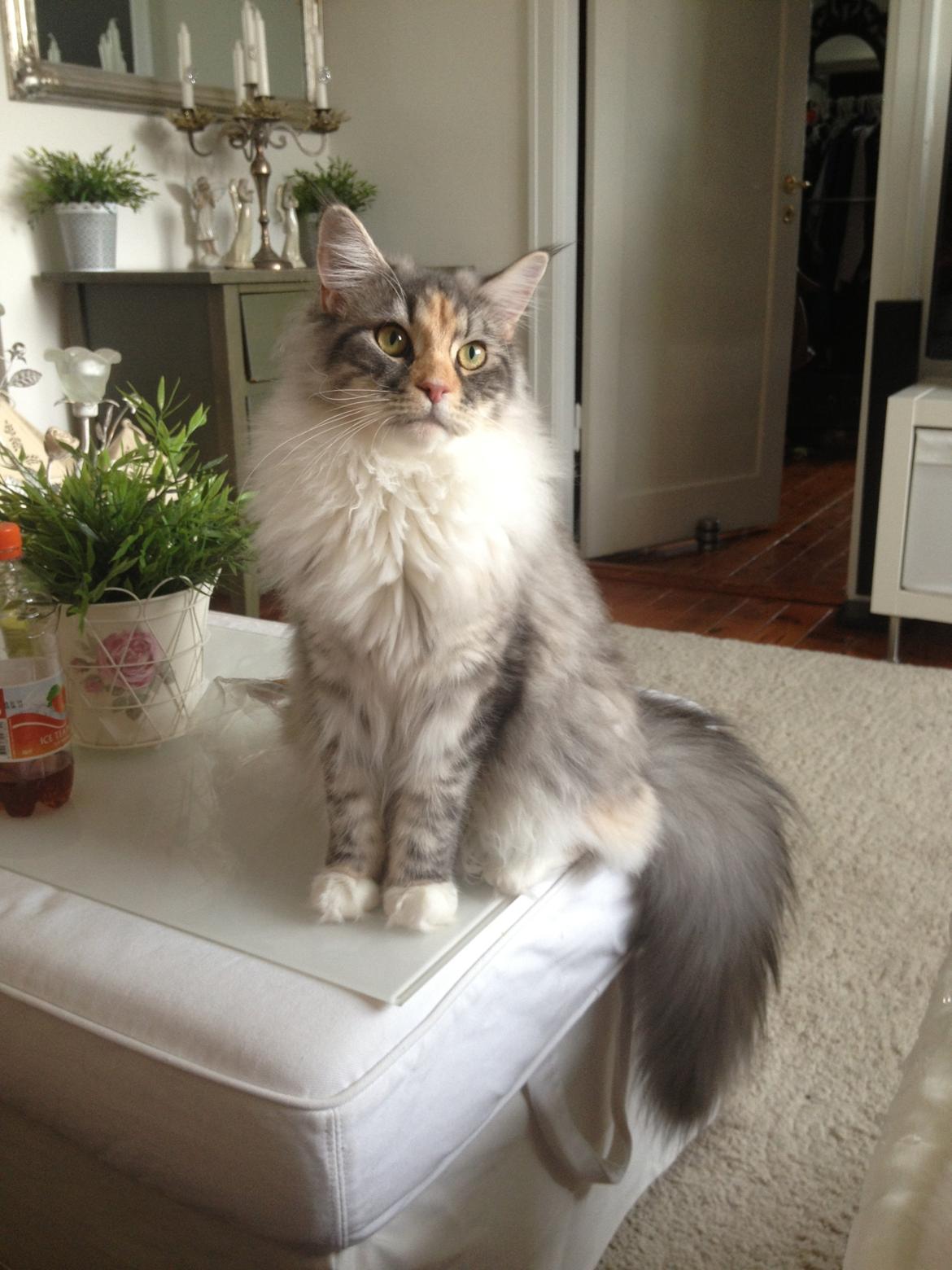 Maine Coon Nikita billede 3