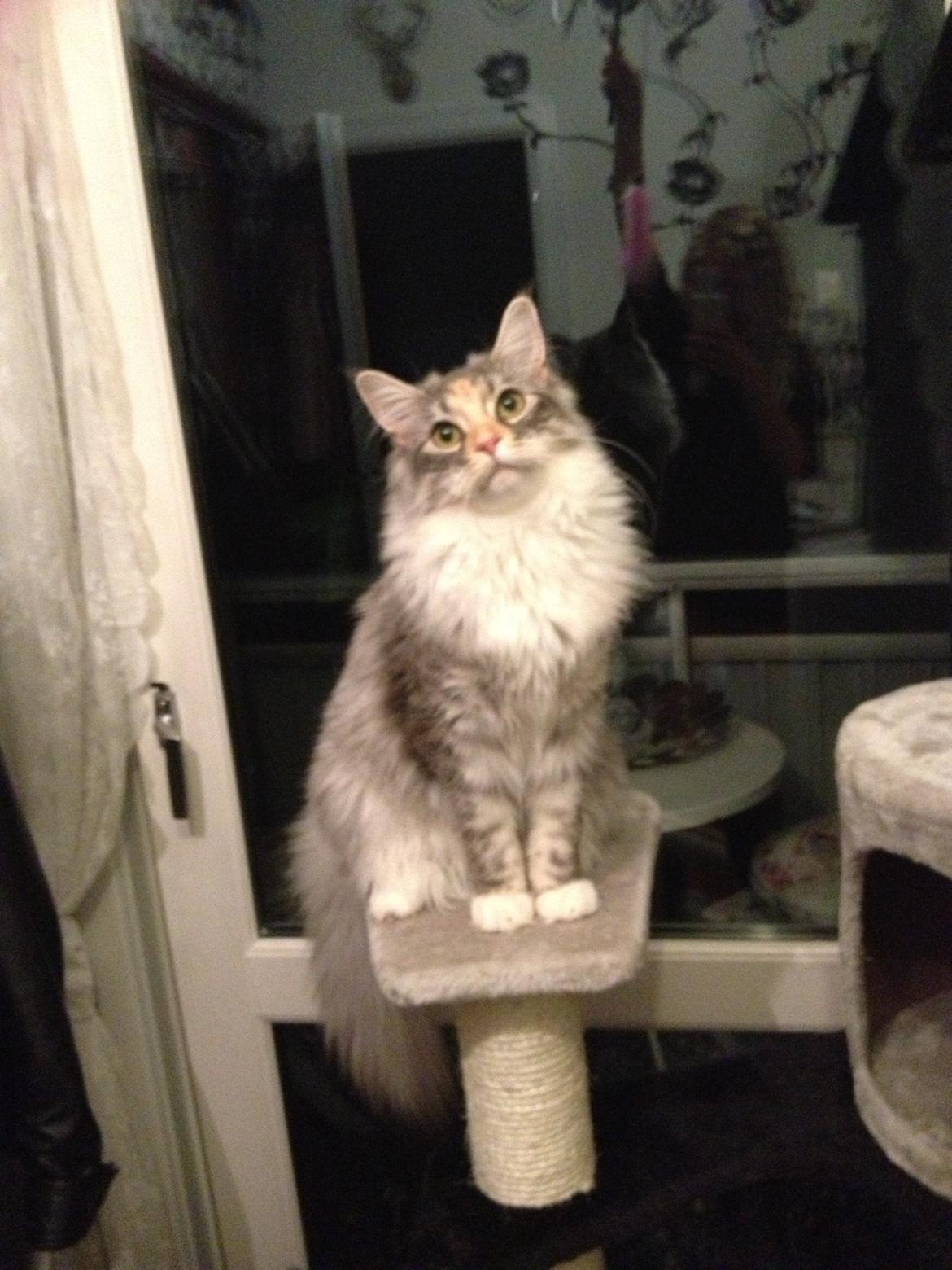 Maine Coon Nikita billede 1