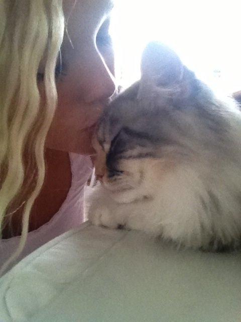 Maine Coon Nikita billede 4