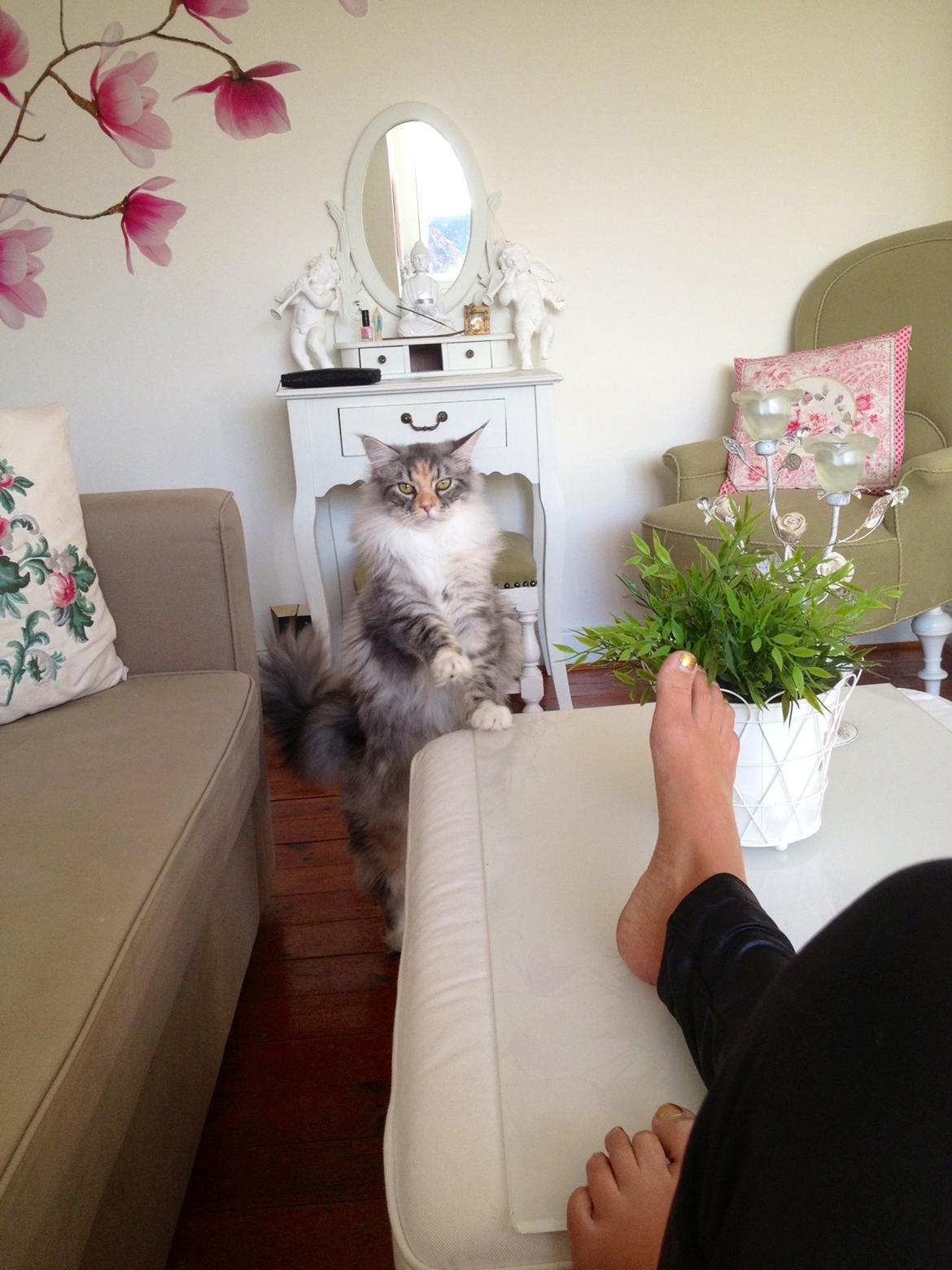 Maine Coon Nikita billede 5