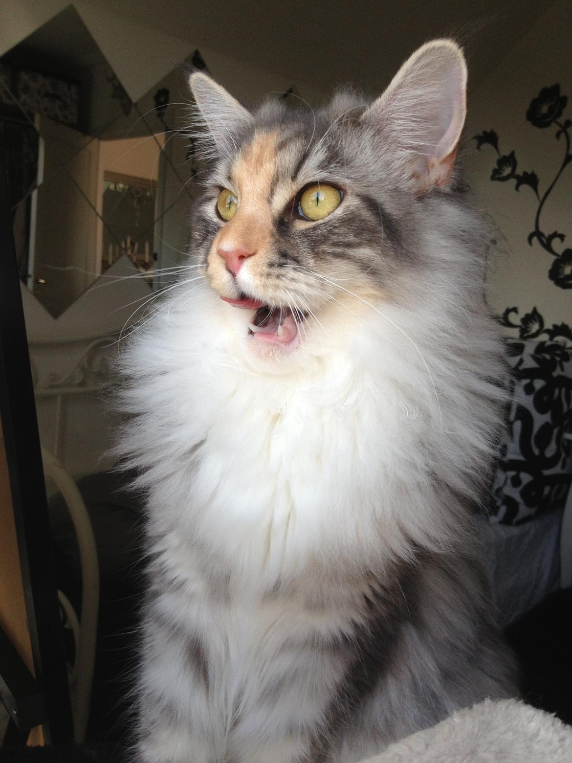 Maine Coon Nikita billede 6