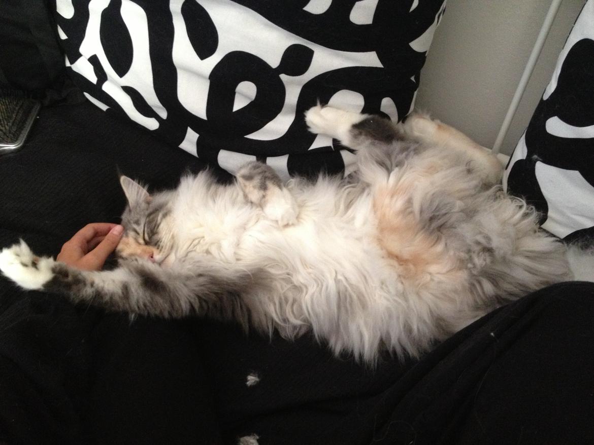 Maine Coon Nikita billede 7