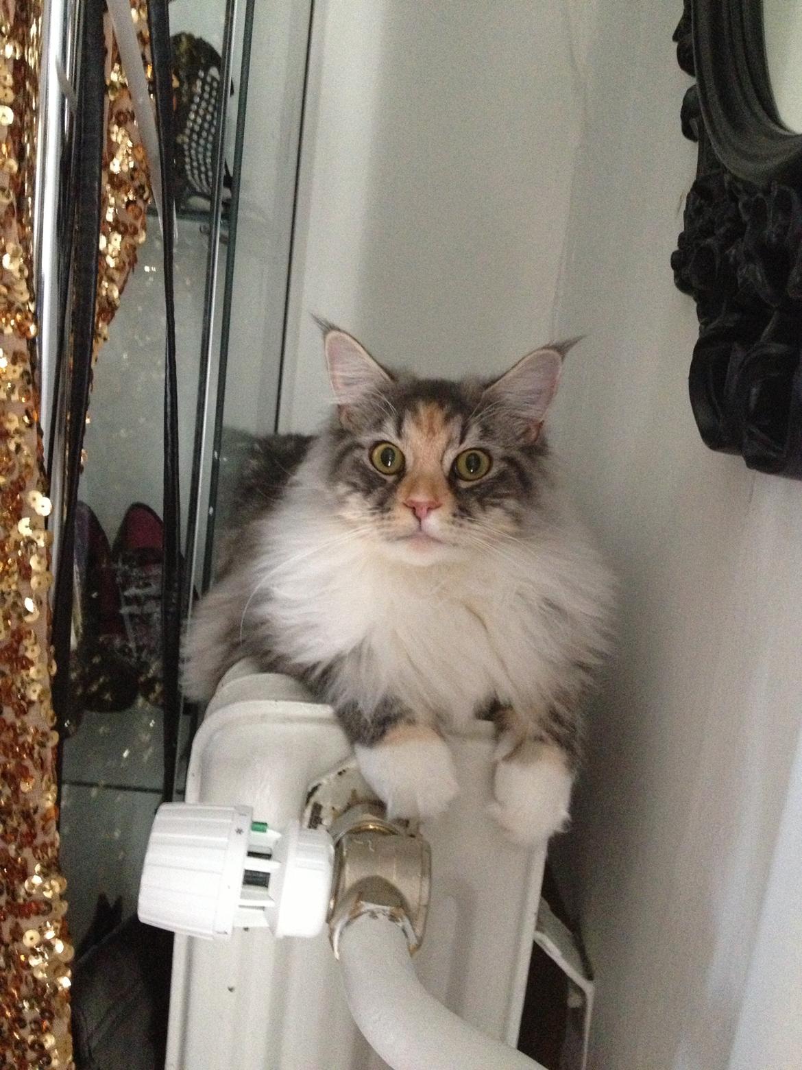 Maine Coon Nikita billede 8