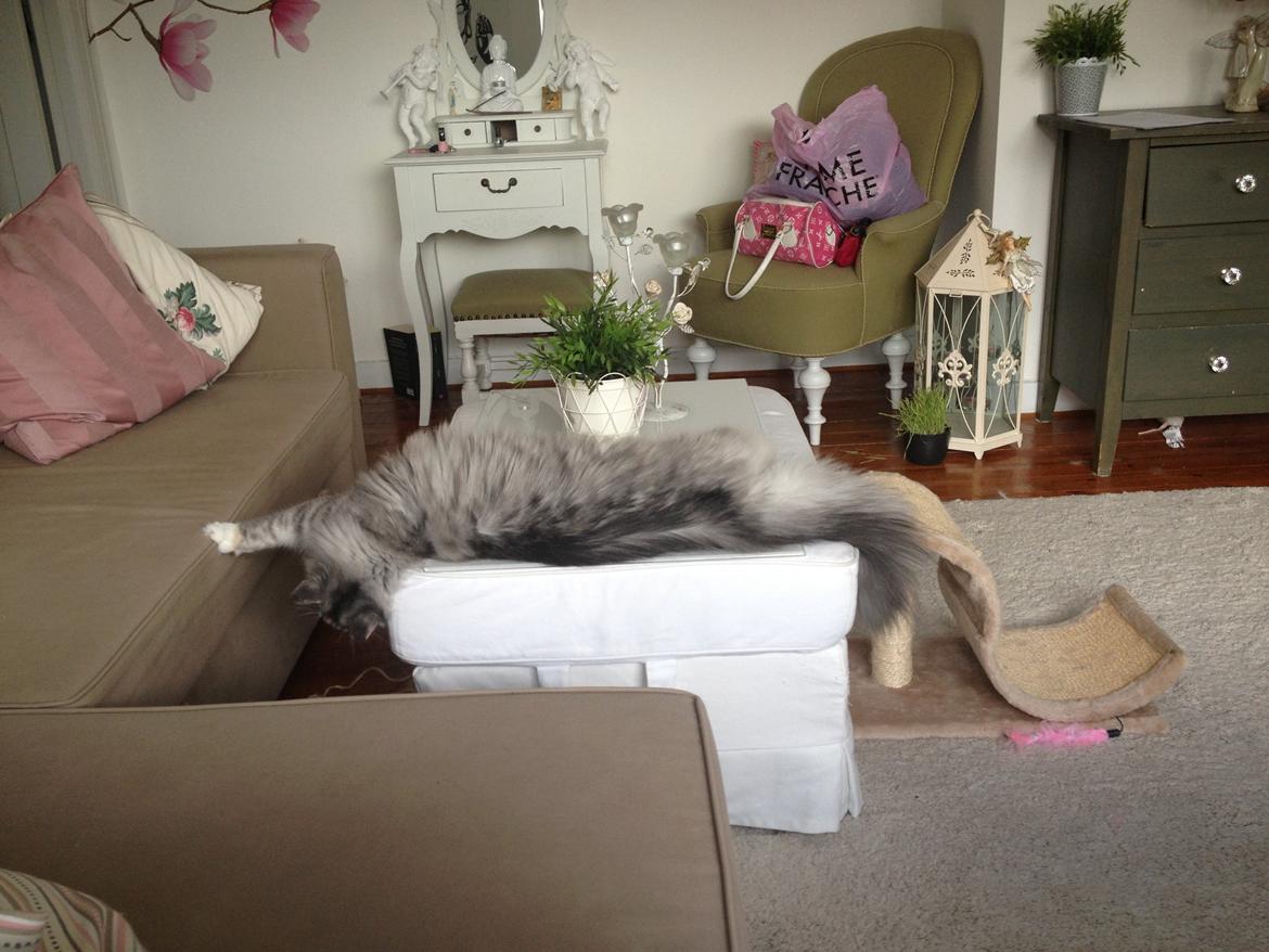 Maine Coon Nikita billede 9