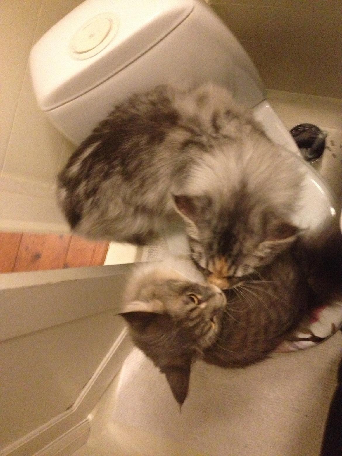 Maine Coon Nikita billede 10