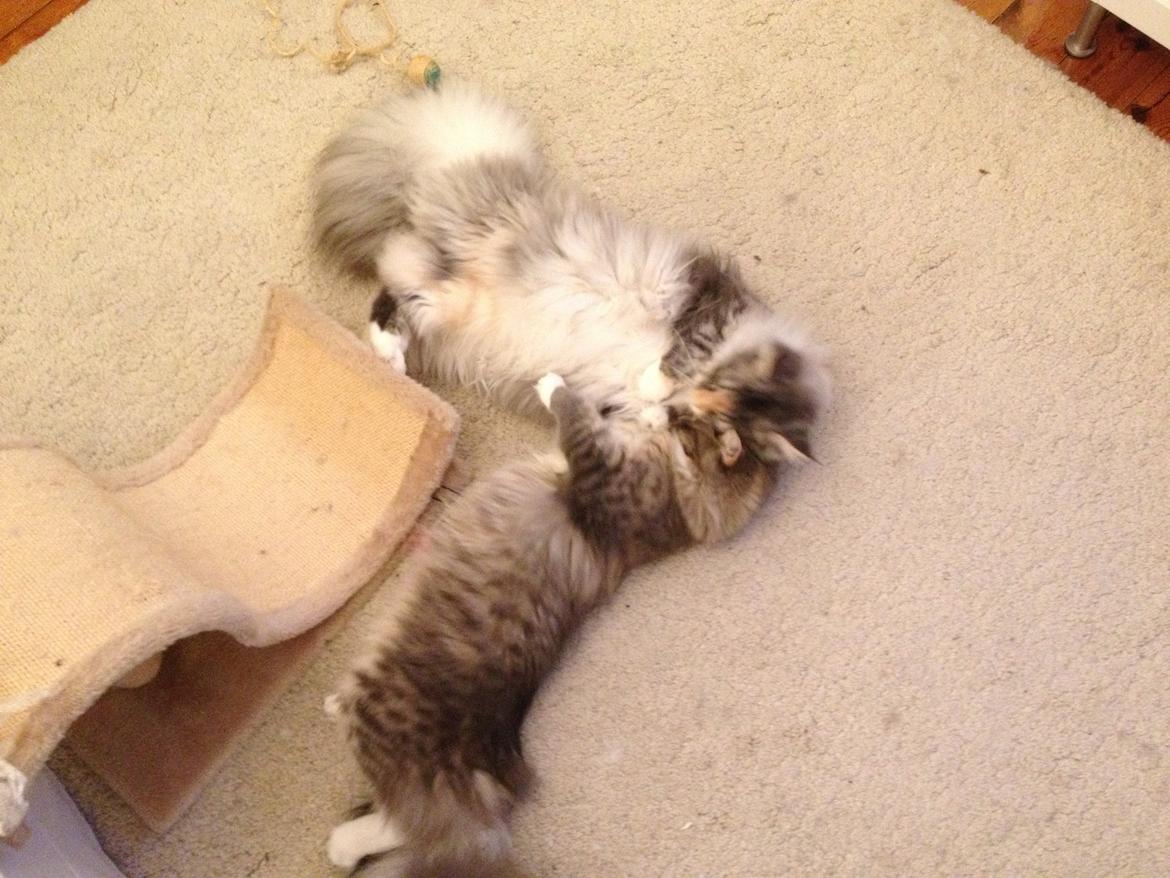 Maine Coon Nikita billede 11