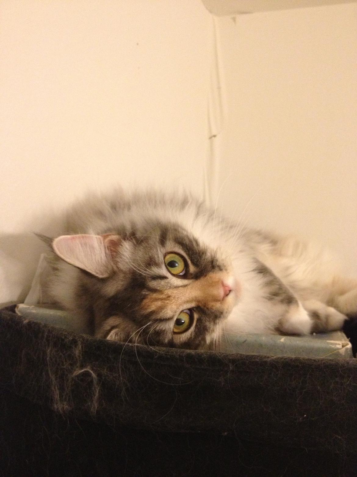 Maine Coon Nikita billede 12