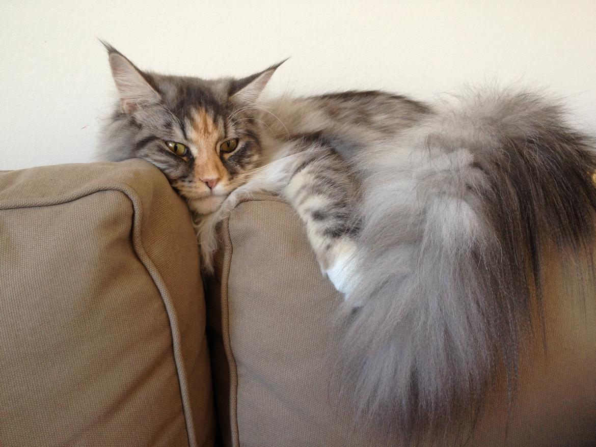 Maine Coon Nikita billede 13