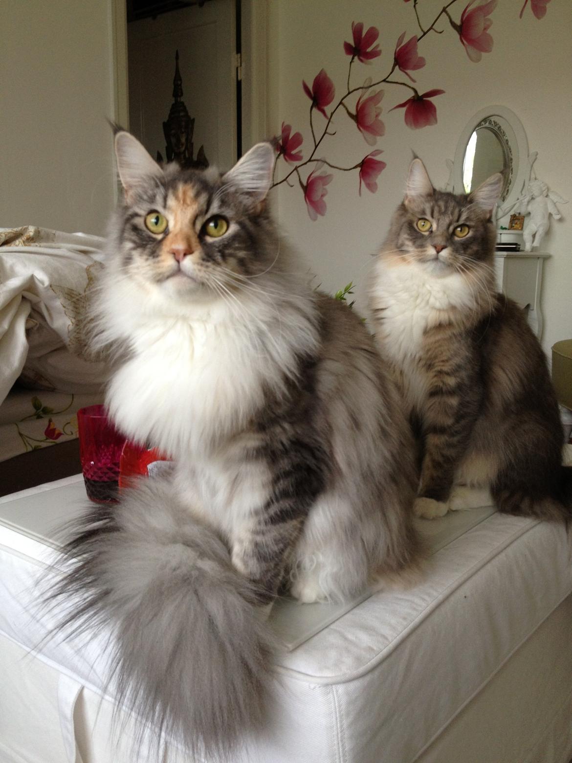 Maine Coon Nikita billede 14