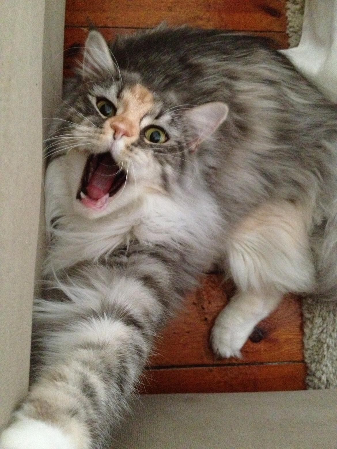 Maine Coon Nikita billede 15