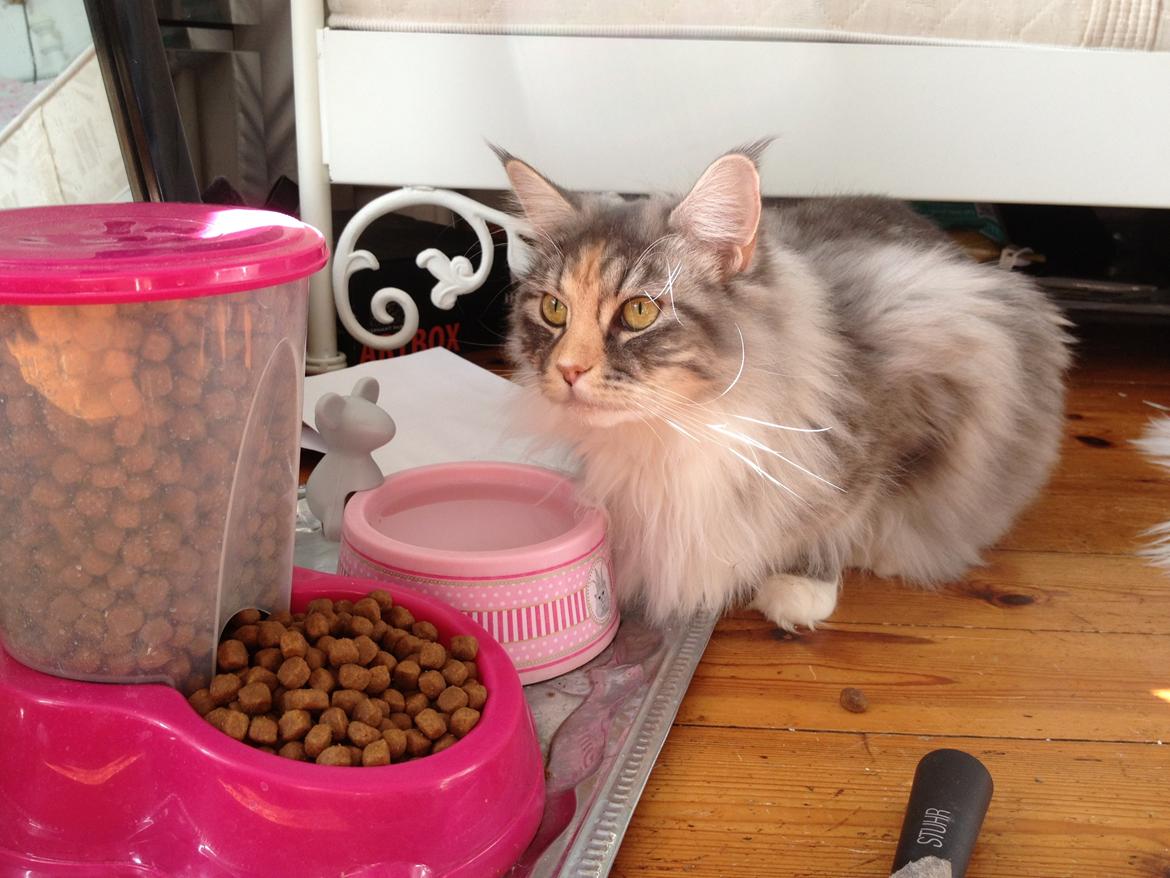 Maine Coon Nikita billede 16