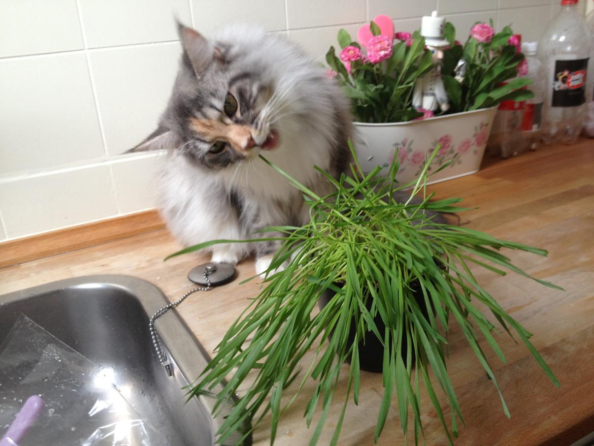 Maine Coon Nikita billede 17