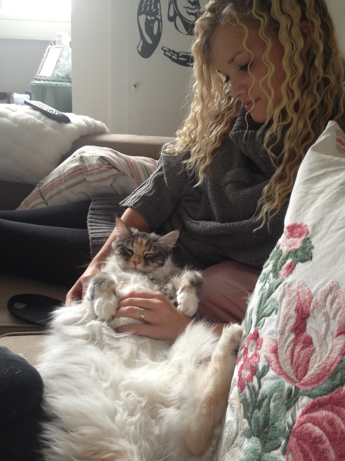 Maine Coon Nikita billede 18