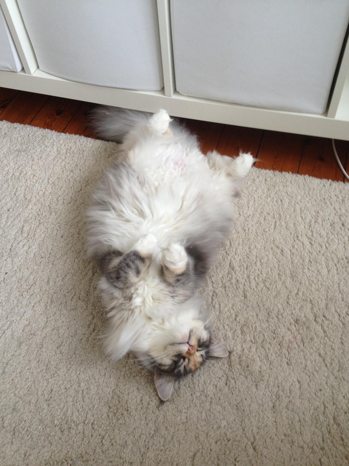 Maine Coon Nikita billede 19