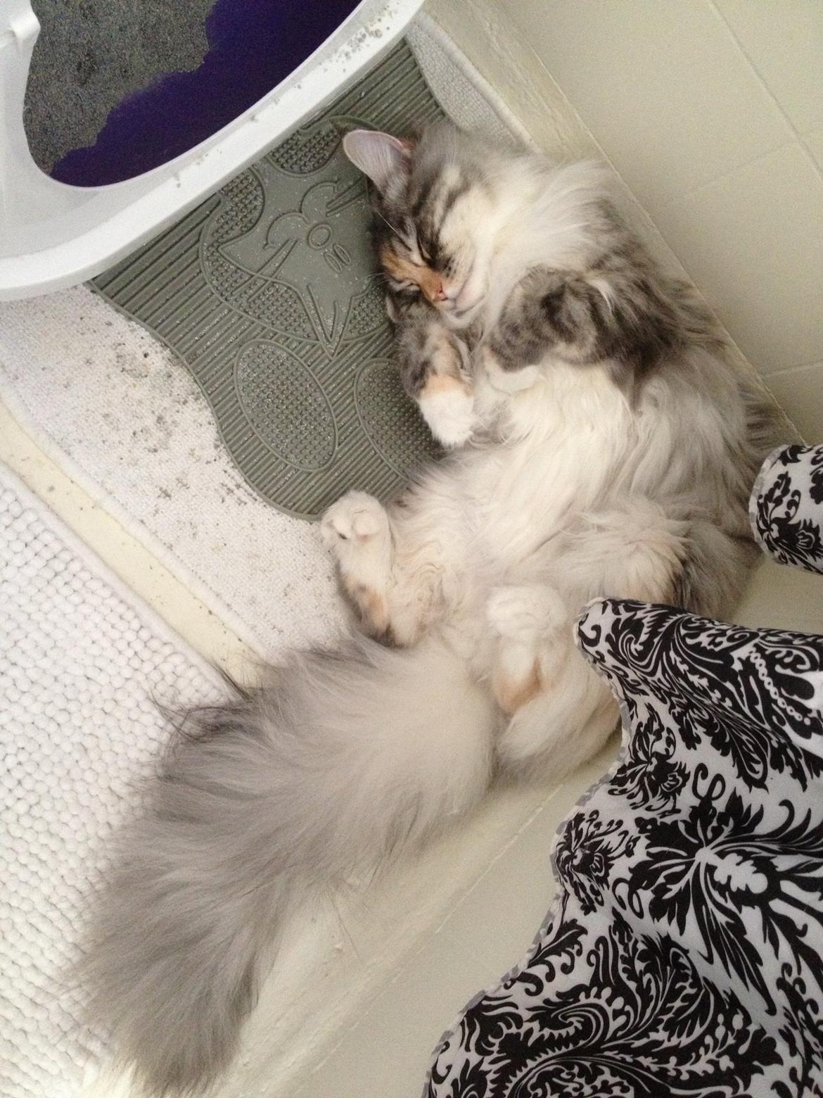 Maine Coon Nikita billede 20