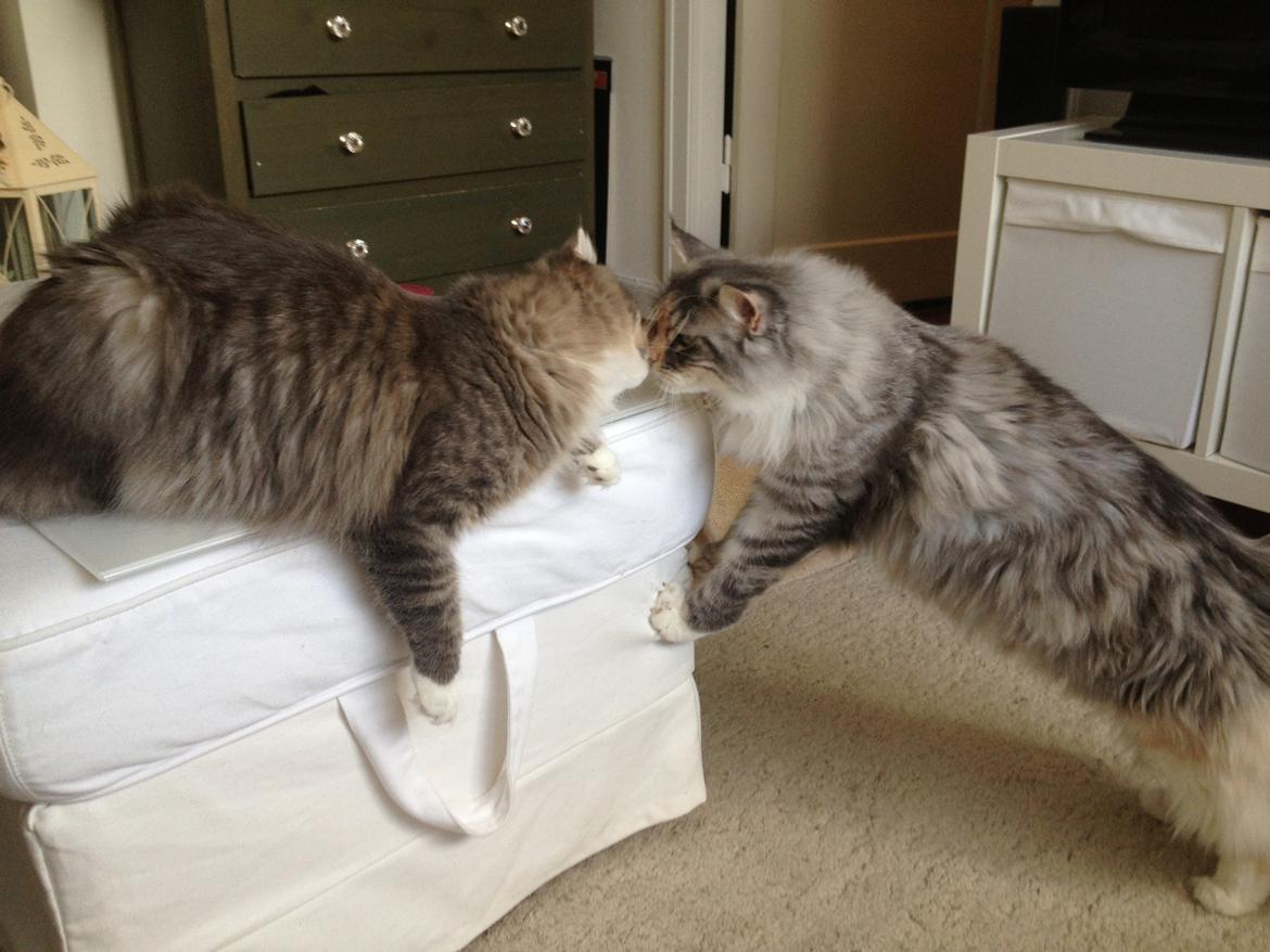 Maine Coon Nikita billede 22