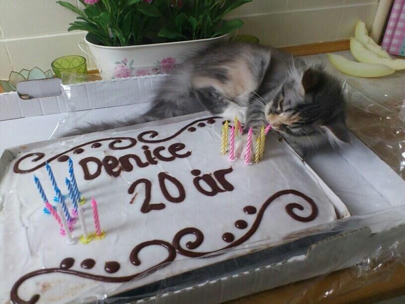 Maine Coon Nikita billede 24