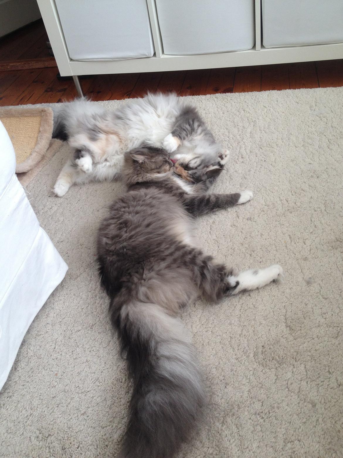 Maine Coon Nikita billede 25