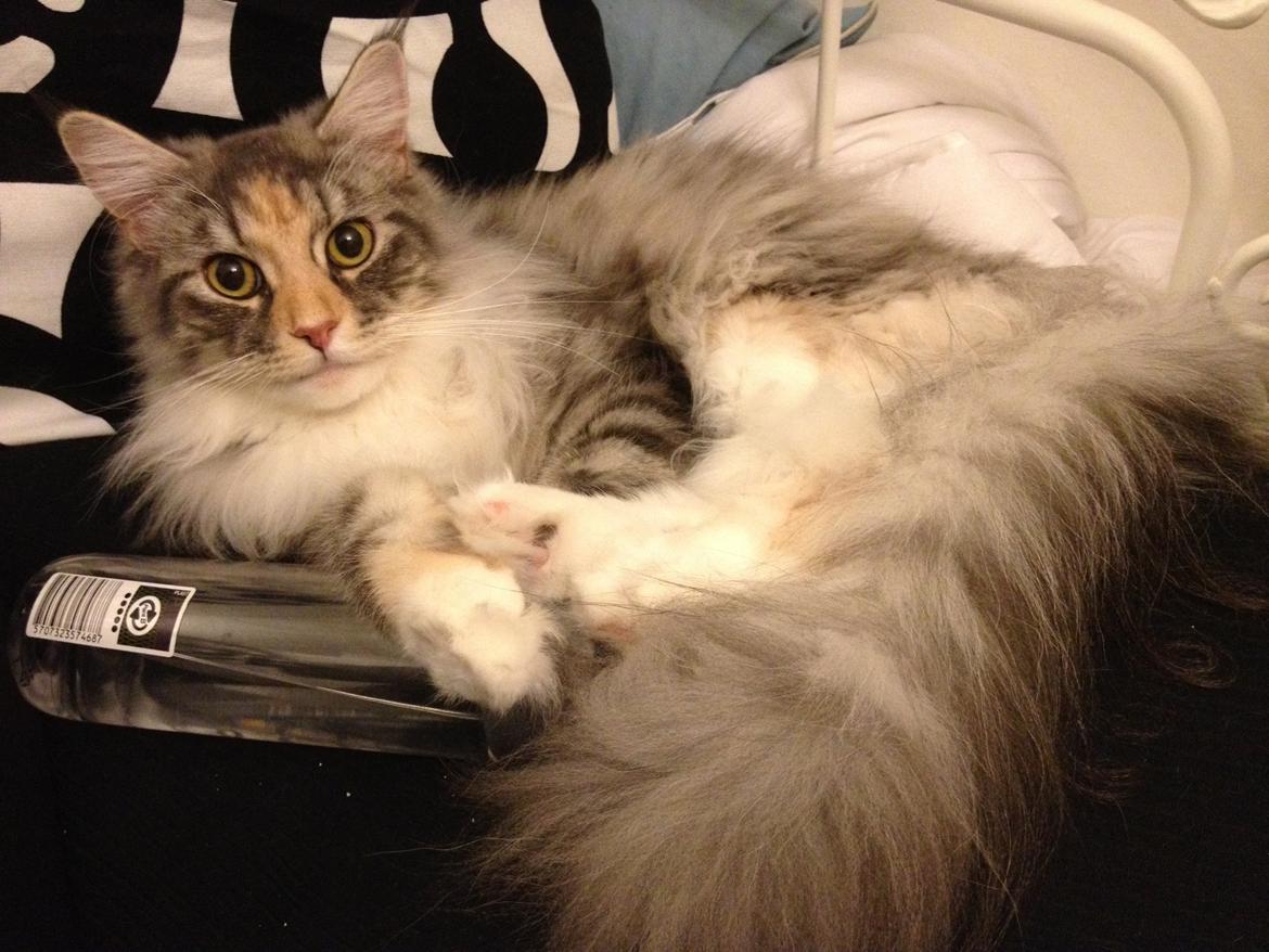 Maine Coon Nikita billede 26