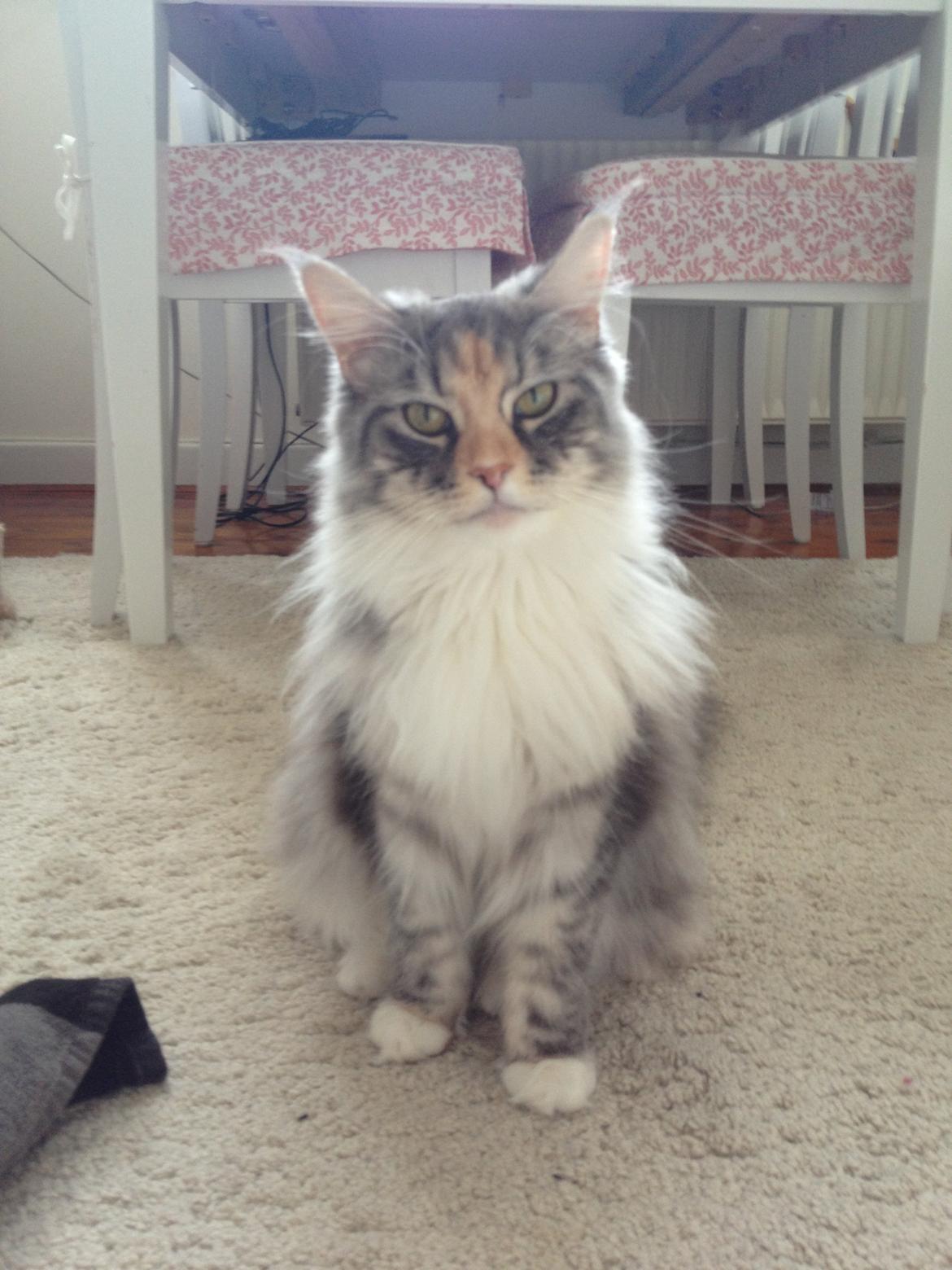 Maine Coon Nikita billede 27