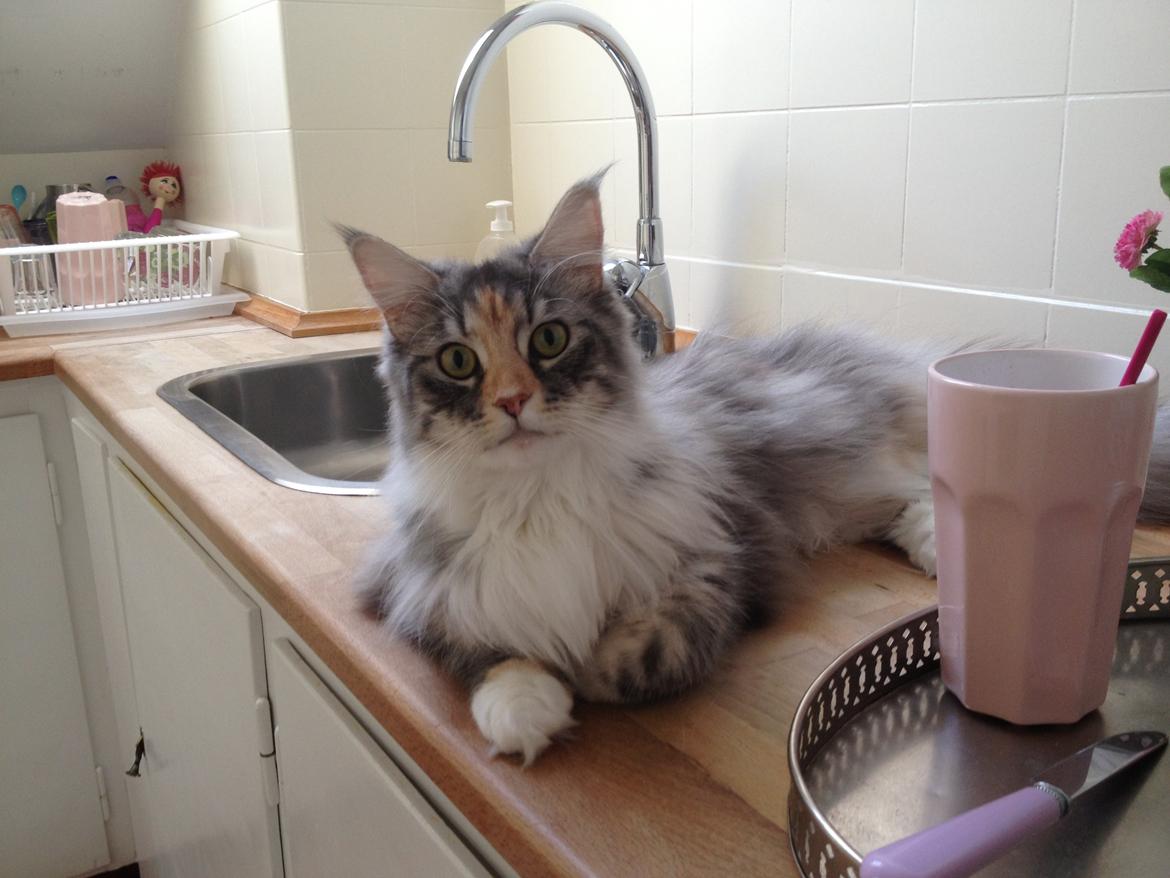 Maine Coon Nikita billede 28