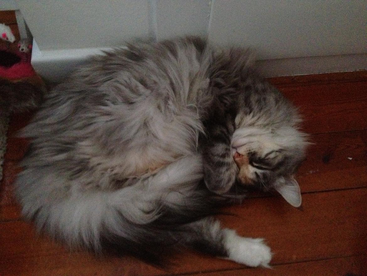 Maine Coon Nikita billede 29