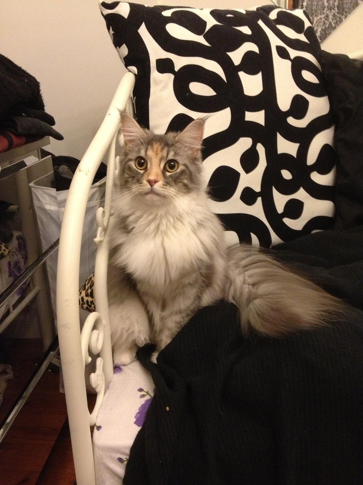 Maine Coon Nikita billede 30