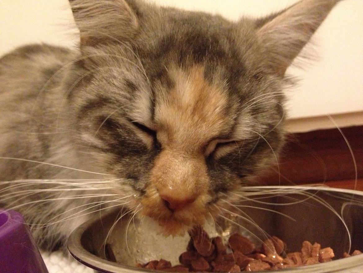 Maine Coon Nikita billede 31